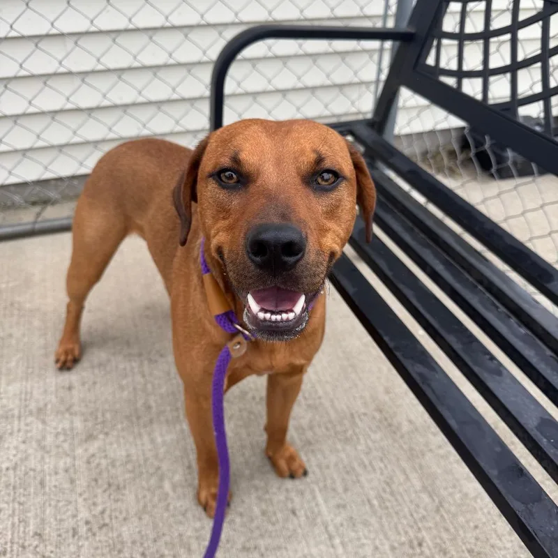 A young medium-sized male Brown / Chocolate Hound dog named Brownie for adoption in Canton, IL