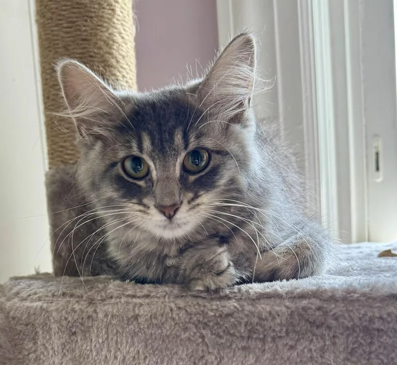 A baby small-sized female Domestic Medium Hair cat named Siren aka Fairy Garland for adoption in Peoria, IL