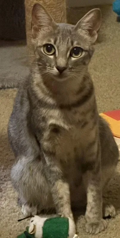 An adult medium-sized female Tabby cat named Mamacita Margarita for adoption in MONTGOMERY, TX