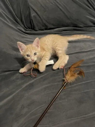 A baby small-sized male Tabby (Buff / Tan / Fawn) Domestic Short Hair cat named Almond Joy for adoption in Liverpool, TX
