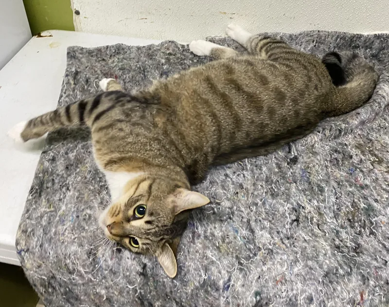 An adult medium-sized female Tabby (Brown / Chocolate) Domestic Short Hair cat named Bidi for adoption in Los Angeles, CA