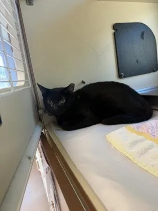 An adult large-sized female Domestic Short Hair cat named Ottawa for adoption in Chamblee, GA
