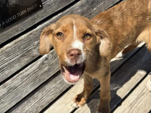 A young small-sized female Pit Bull Terrier dog named Twiggy for adoption in Tulsa, OK