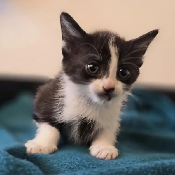 A baby medium-sized female Domestic Short Hair cat named Maple for adoption in Oakland, CA