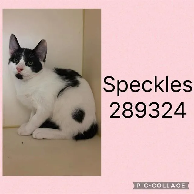 A baby small-sized female Domestic Short Hair cat named Speckles for adoption in Macon, GA