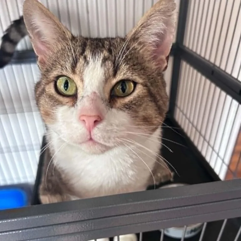 A young large-sized male Tabby (Brown / Chocolate) Domestic Short Hair cat named Adam for adoption in Huntington, NY