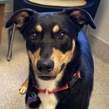 An adult medium-sized male Tricolor (Brown, Black, & White) Mixed Breed dog named Dusty for adoption in Lansing, MI