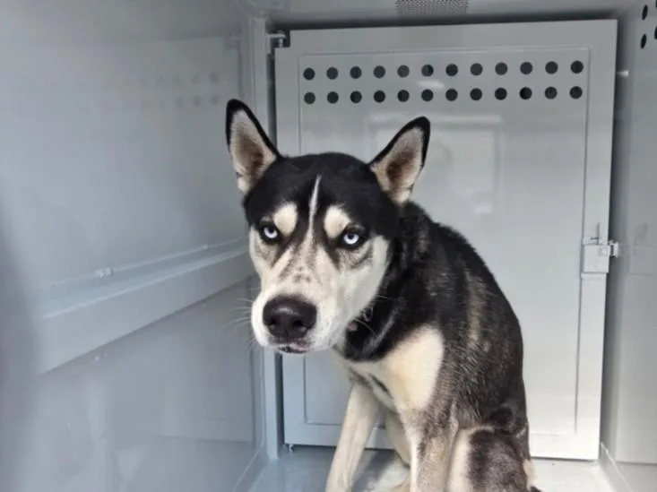 An adult large-sized male Siberian Husky dog named Count Chocula for adoption in Chatsworth, CA
