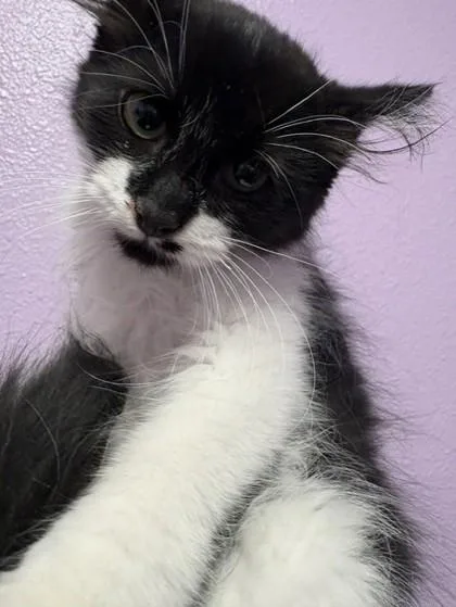 A baby small-sized female Black Domestic Long Hair cat named 61127488 for adoption in El Paso, TX