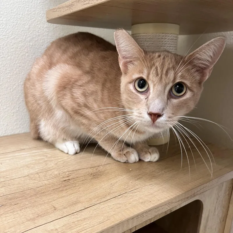 A young medium-sized male Buff / Tan / Fawn Domestic Short Hair cat named Eddie for adoption in Las Vegas, NV