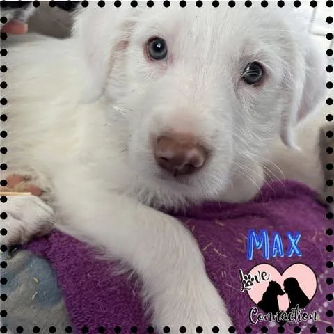 A baby medium-sized male White / Cream Shepherd dog named Max for adoption in Gilbert, AZ