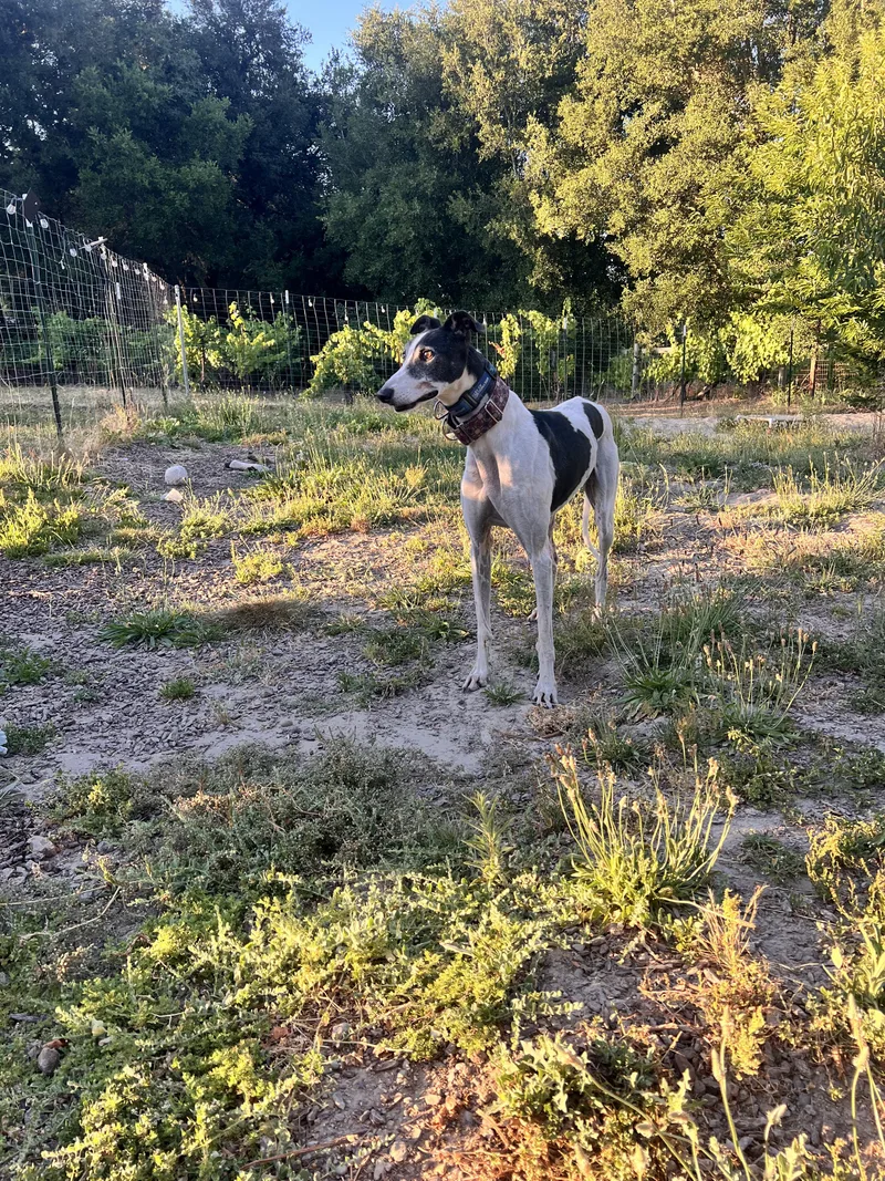 An adult large-sized male Greyhound dog named Gi for adoption in Santa Rosa, CA