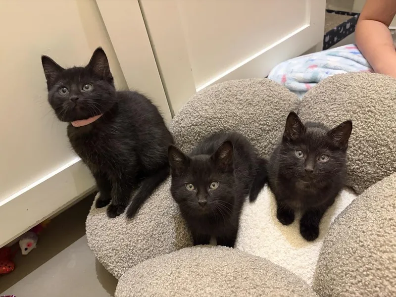 A baby small-sized male Domestic Short Hair cat named Baby Mario for adoption in Dallas, TX
