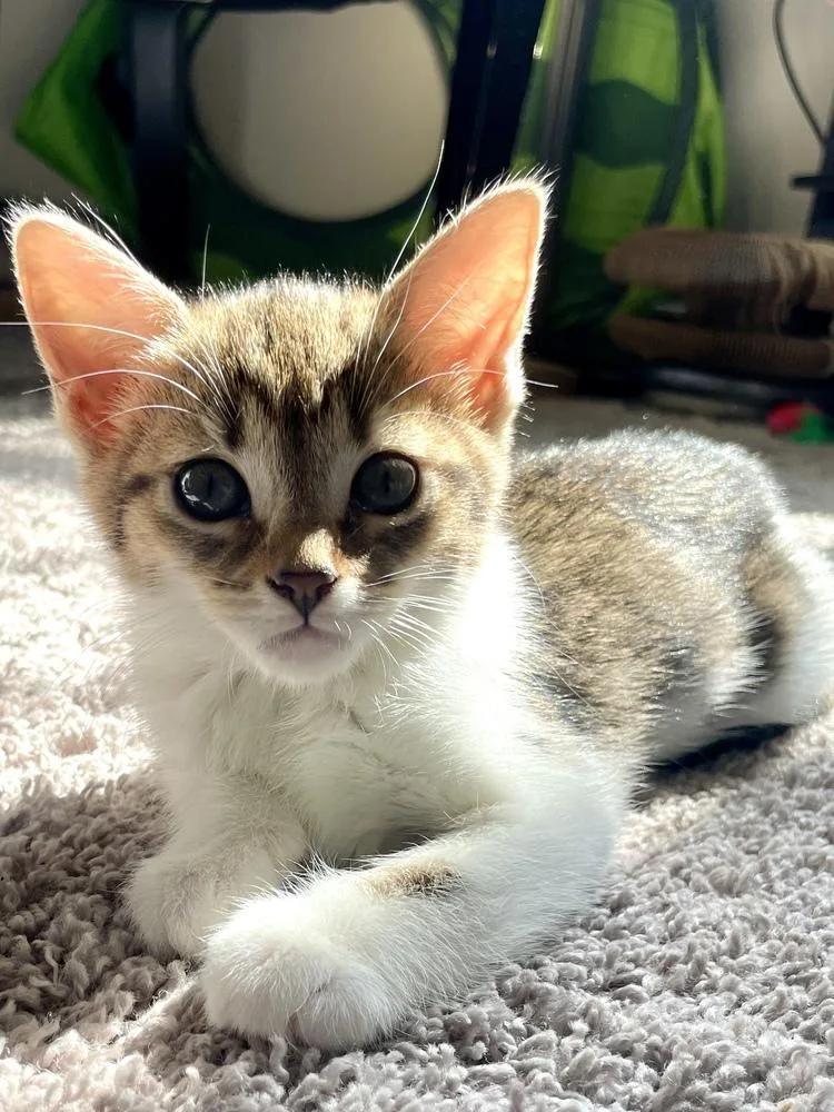 A baby small-sized female Domestic Short Hair cat named Corn Maze for adoption in Salisbury, NC