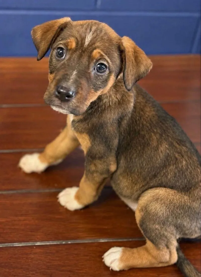 A baby medium-sized female Tricolor (Brown, Black, & White) Beagle dog named Maple for adoption in Browns Mills, NJ