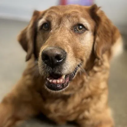 Rosie