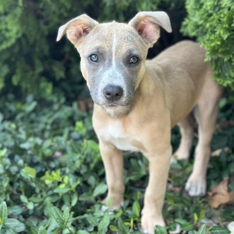 A baby medium-sized female Shepherd dog named Moxie for adoption in La Grange, KY