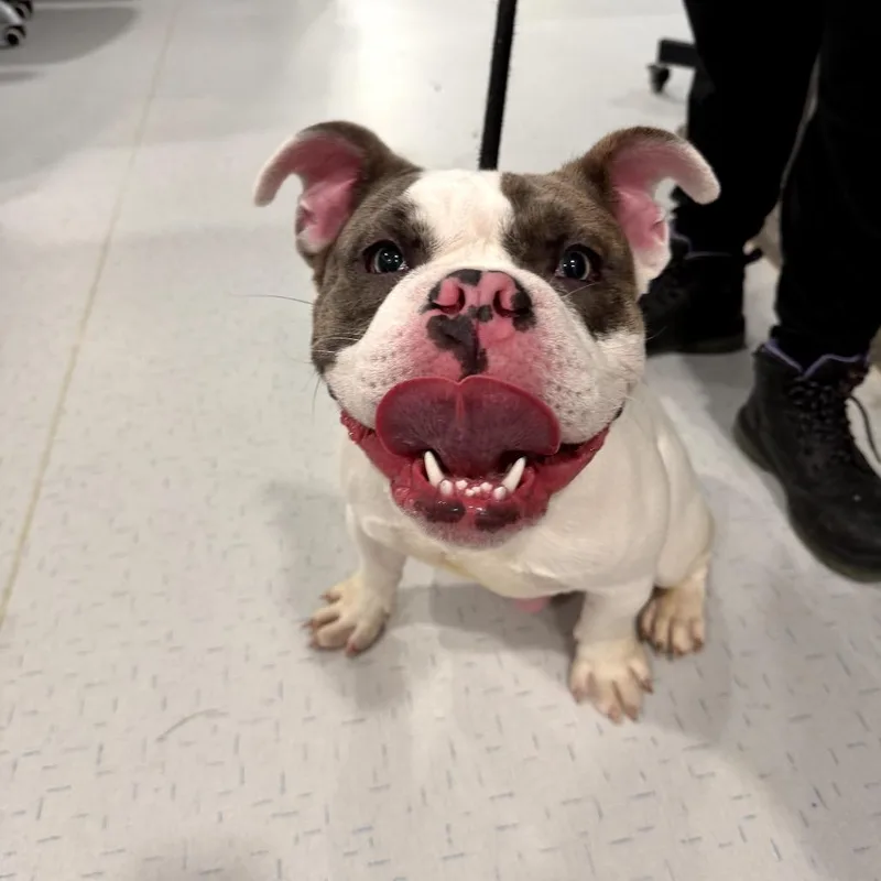 A young medium-sized male White / Cream English Bulldog dog named Mr. Don Won Mon for adoption in Northbrook, IL
