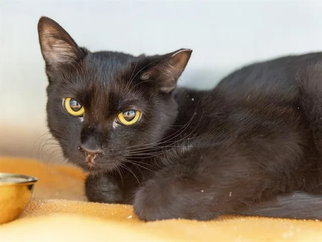 A young medium-sized female Domestic Short Hair cat named Shirley for adoption in Phoenix, AZ