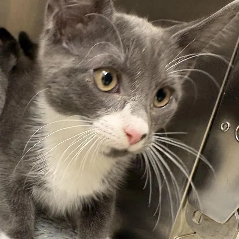 A baby small-sized male Gray / Blue / Silver Domestic Short Hair cat named Tailpipe for adoption in Gloucester, VA