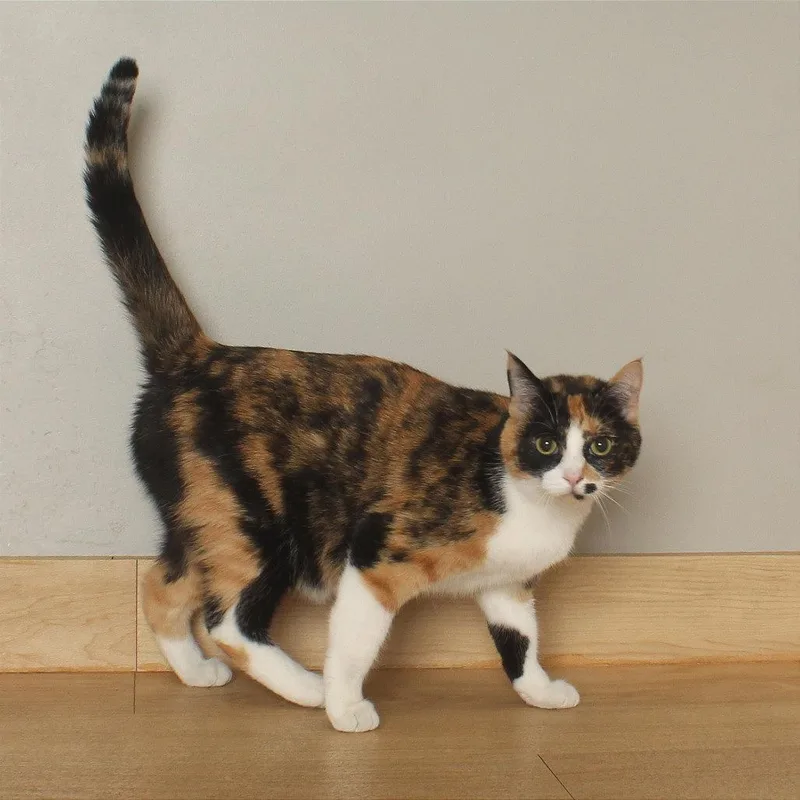A young large-sized female Calico Domestic Short Hair cat named Toodles C for adoption in Minnetonka, MN