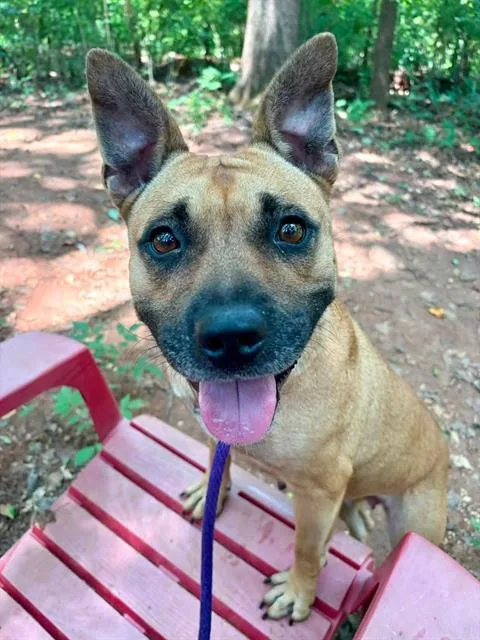 An adult medium-sized female Mixed Breed dog named Mbali for adoption in Charlotte, NC