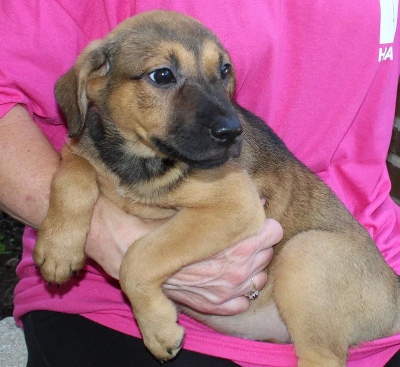 A baby medium-sized female Shepherd dog named Juno for adoption in Prattville, AL