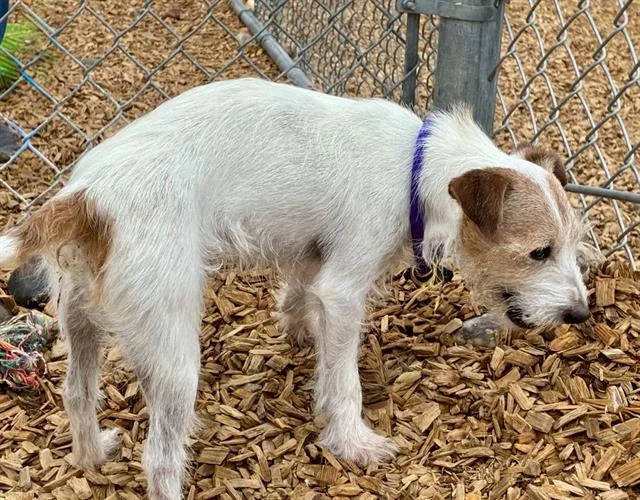 An adult small-sized male Parson Russell Terrier dog named Kirby for adoption in Albuquerque, NM