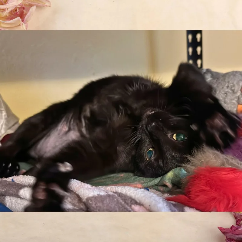 Lil' Bit thumbnail 4