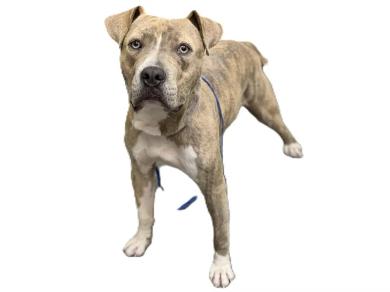 A young medium-sized male Pit Bull Terrier dog named Ricky for adoption in Los Angeles, CA