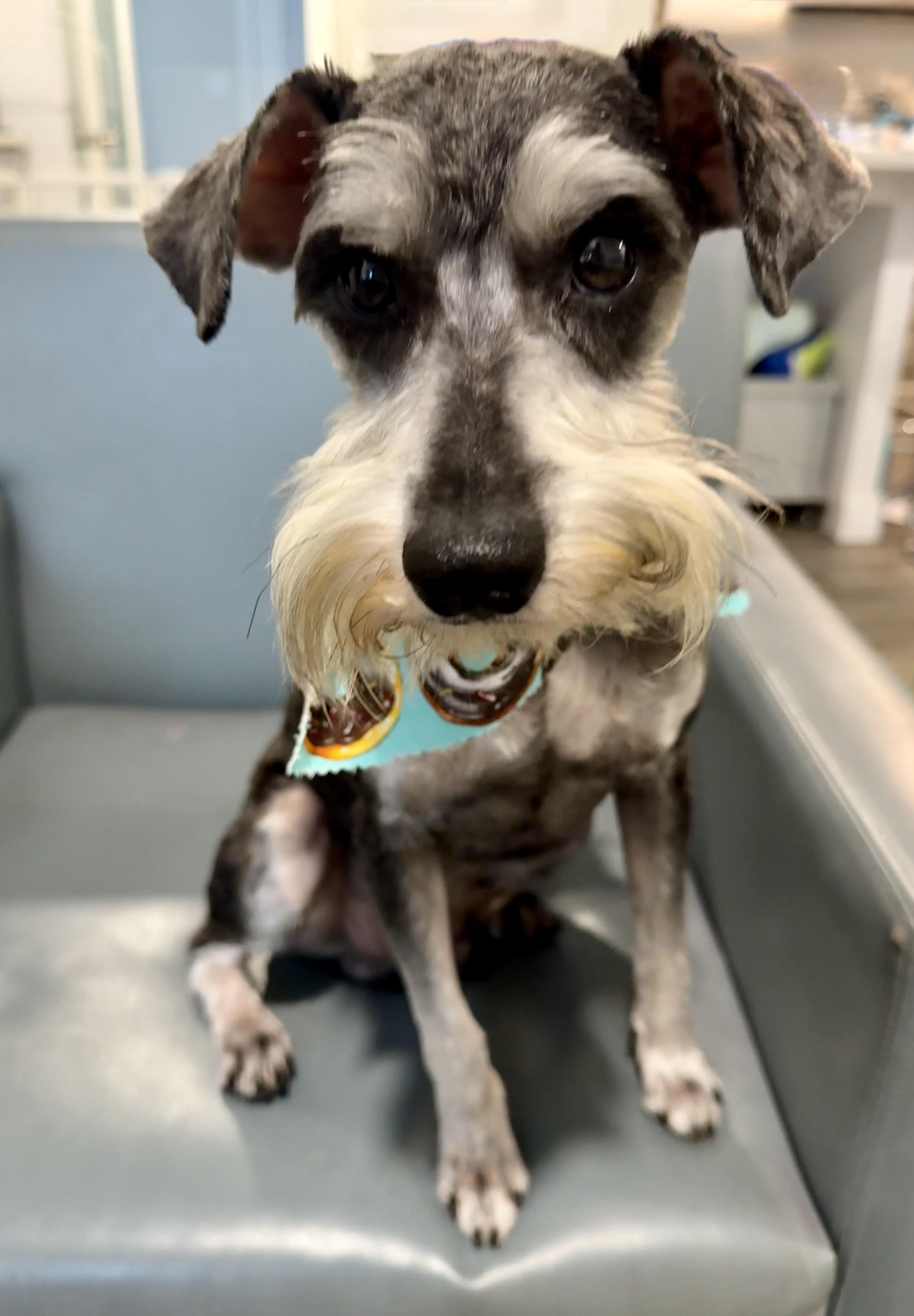 Henry The Schnauzer