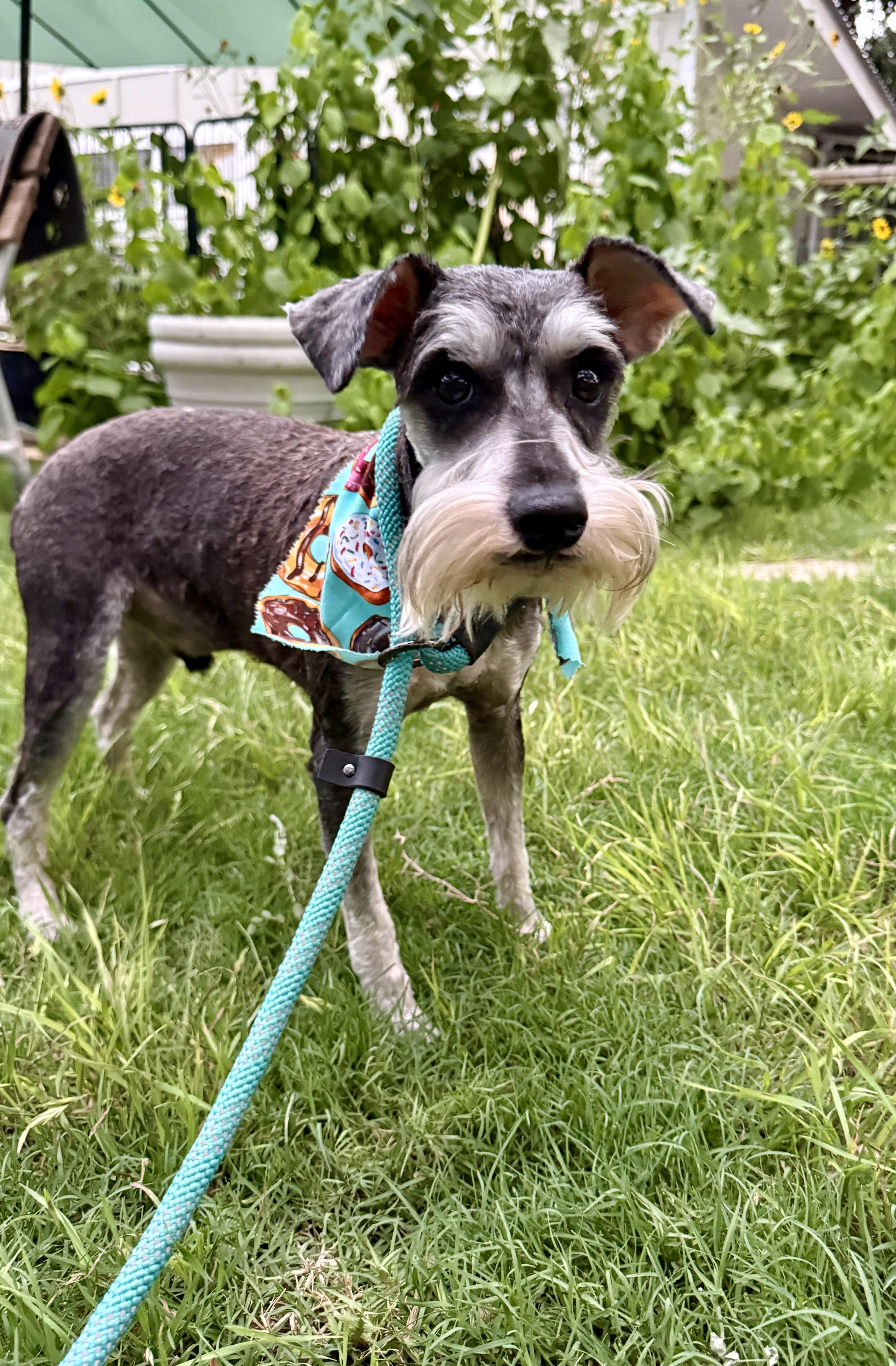 Henry The Schnauzer thumbnail 2