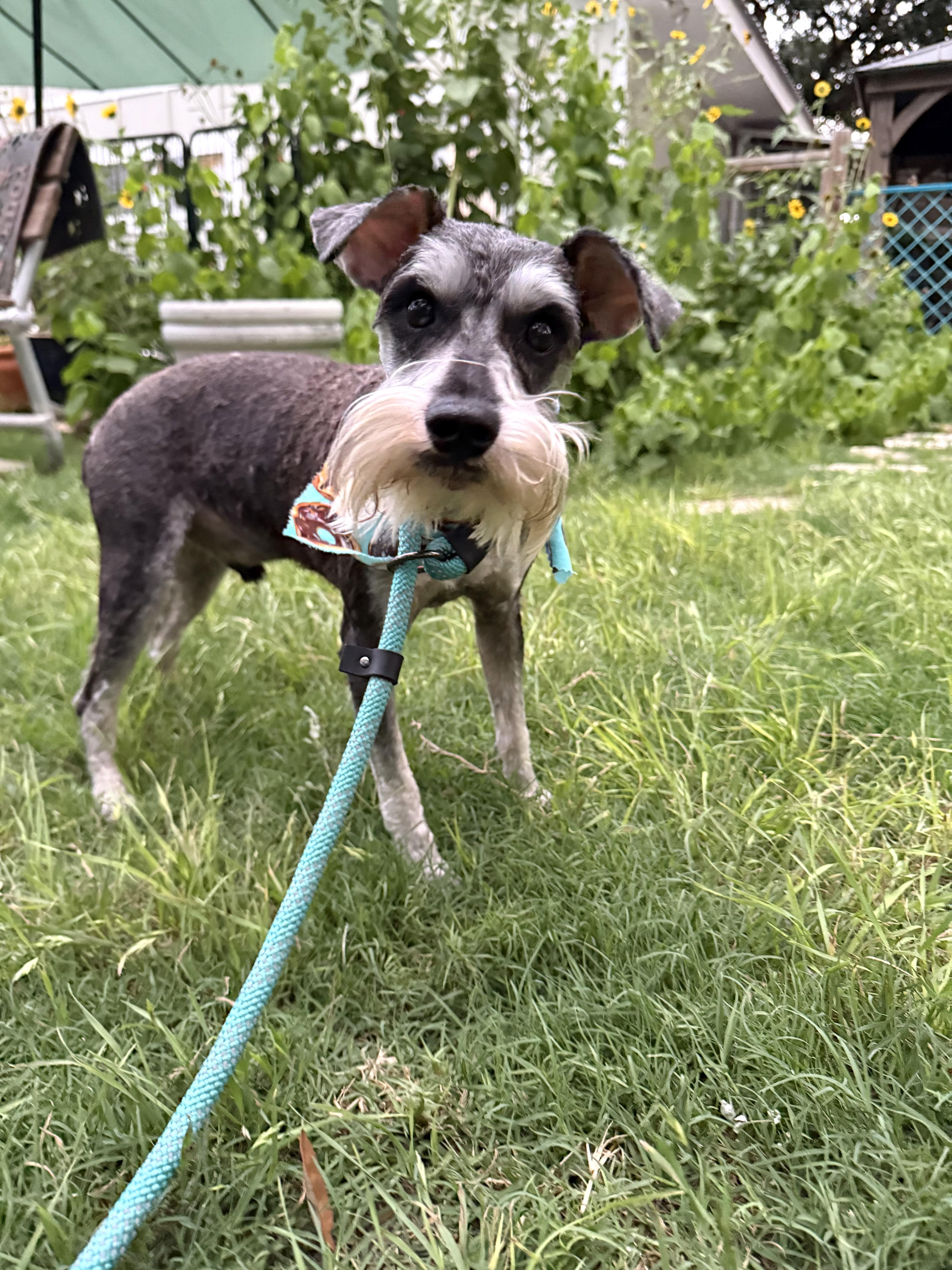 Henry The Schnauzer thumbnail 3