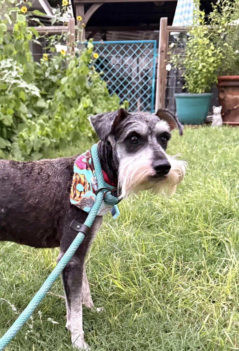 Henry The Schnauzer thumbnail 4