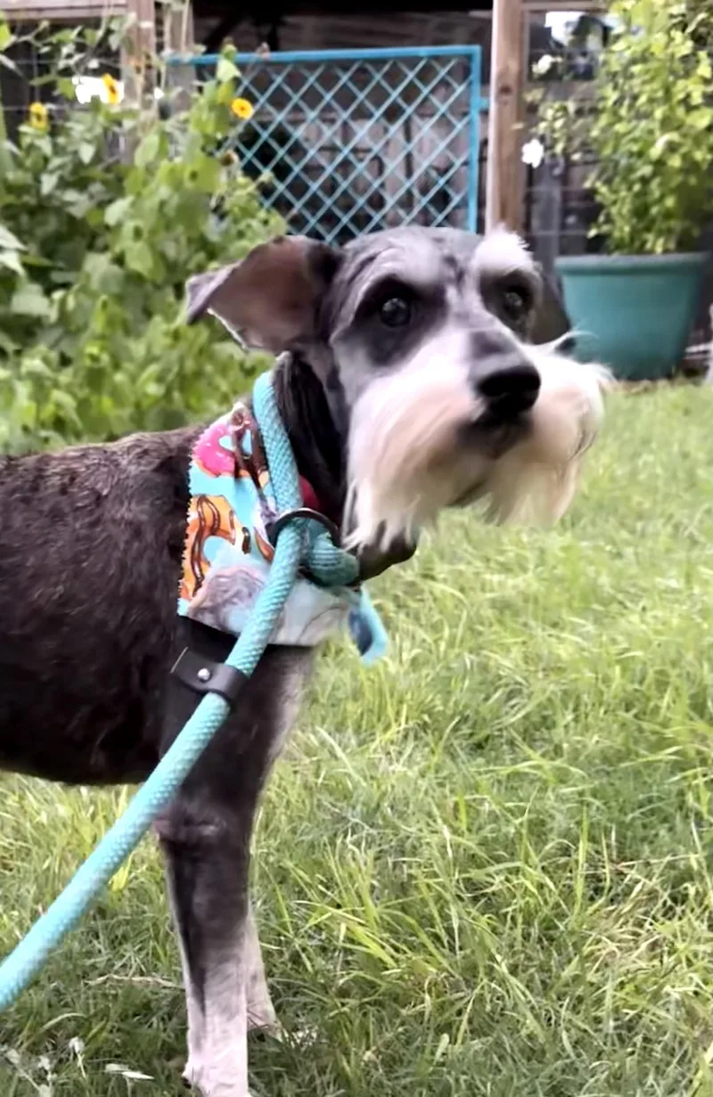 Henry The Schnauzer thumbnail 5