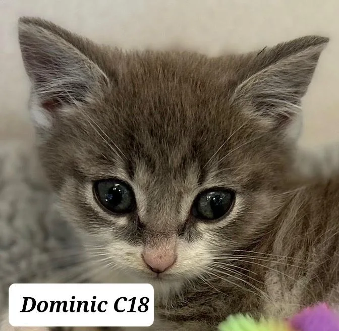 Dominic
