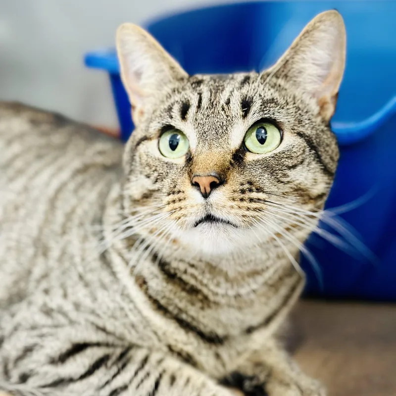 An adult medium-sized male Tabby (Brown / Chocolate) Domestic Short Hair cat named Bradley for adoption in Jackson, NJ