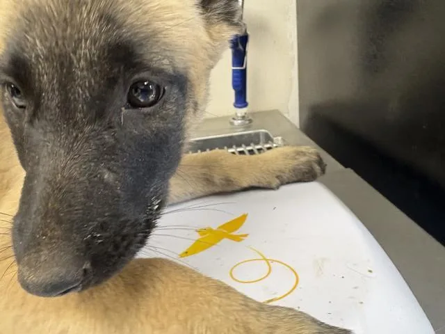 A baby small-sized female Belgian Shepherd / Malinois dog named A for adoption in Visalia, CA