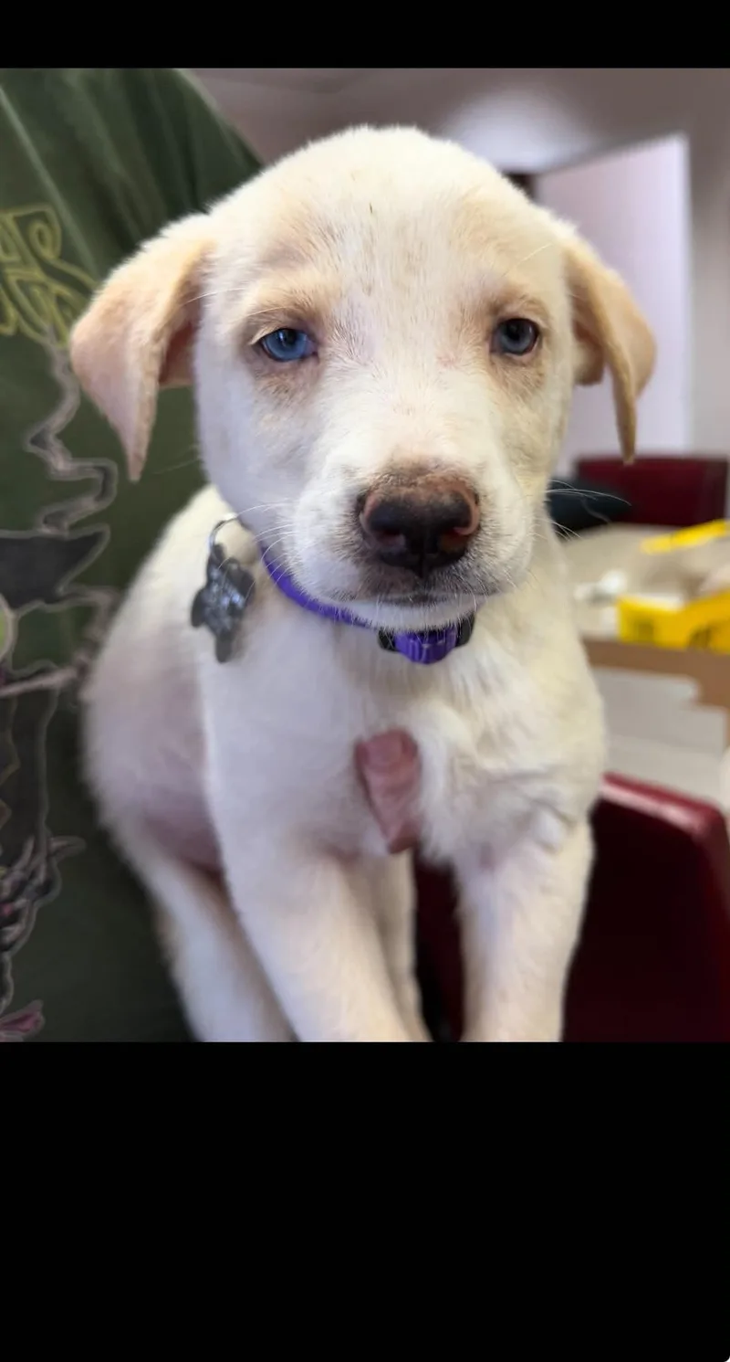 A baby medium-sized male Husky dog named Warren Carly Simon for adoption in Holly Springs, NC