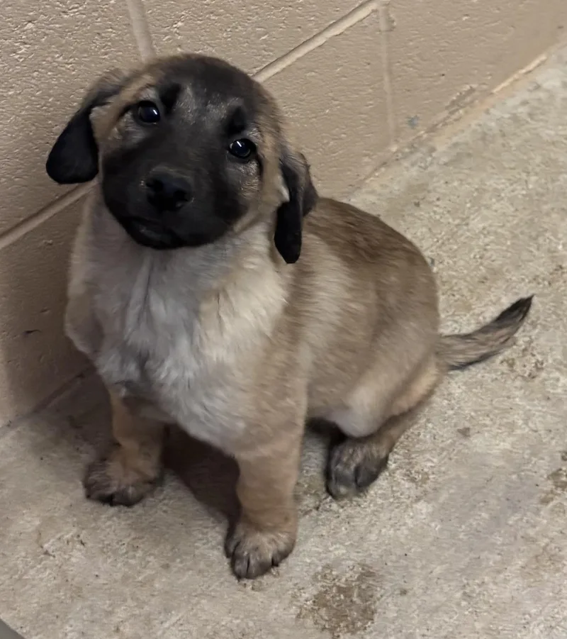 A baby medium-sized female Black Labrador Retriever dog named Daisy for adoption in Watertown, CT