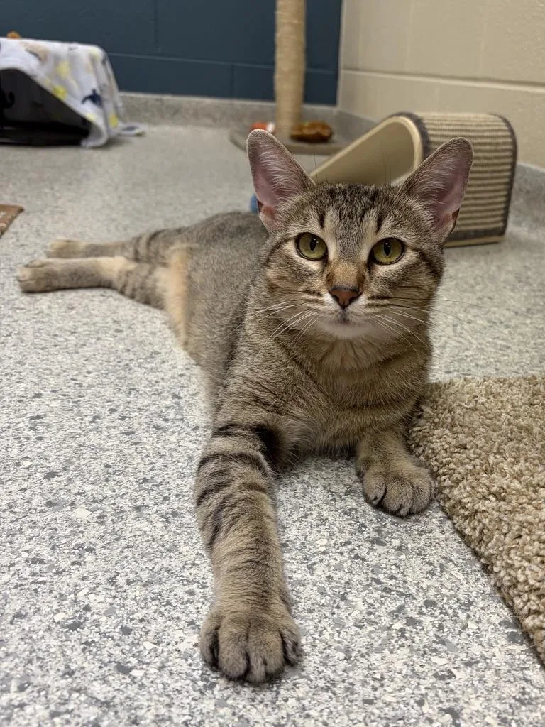 An adult medium-sized female Tabby (Brown / Chocolate) Domestic Short Hair cat named Chirp for adoption in Valparaiso, IN