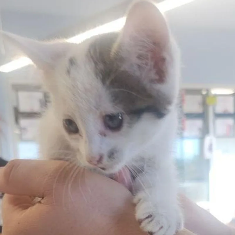 A young small-sized female White Domestic Short Hair cat named Bass for adoption in Kingman, AZ