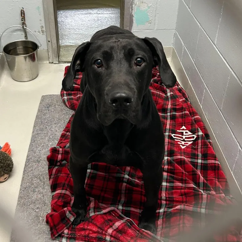 An adult large-sized male Black Labrador Retriever dog named Papyrus for adoption in Enfield, NH
