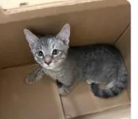 A baby small-sized male Domestic Short Hair cat named RoRo for adoption in Washington, DC