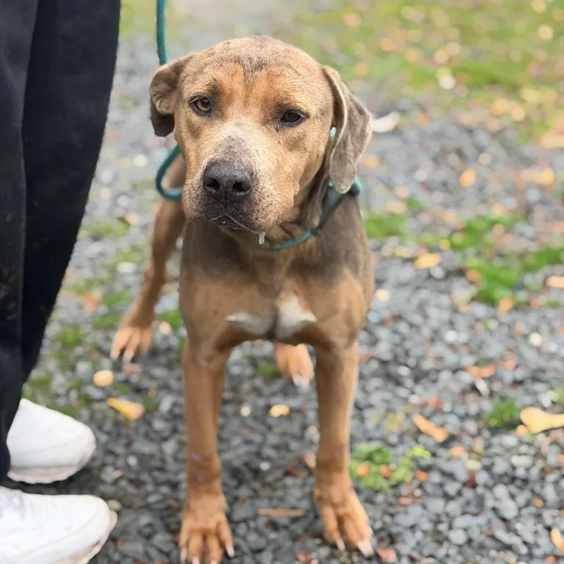 An adult medium-sized female Brown / Chocolate Hound dog named Cambry for adoption in Washington, DC