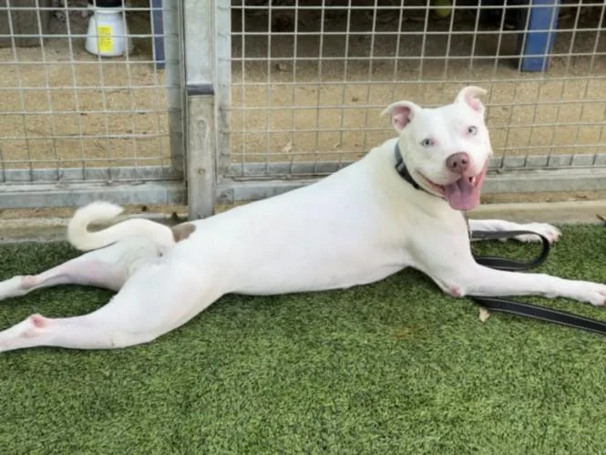 A young medium-sized female Staffordshire Bull Terrier dog named Patch for adoption in Van Nuys, CA