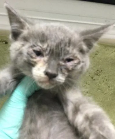A baby small-sized female Domestic Short Hair cat named Evie for adoption in Riverside, CA