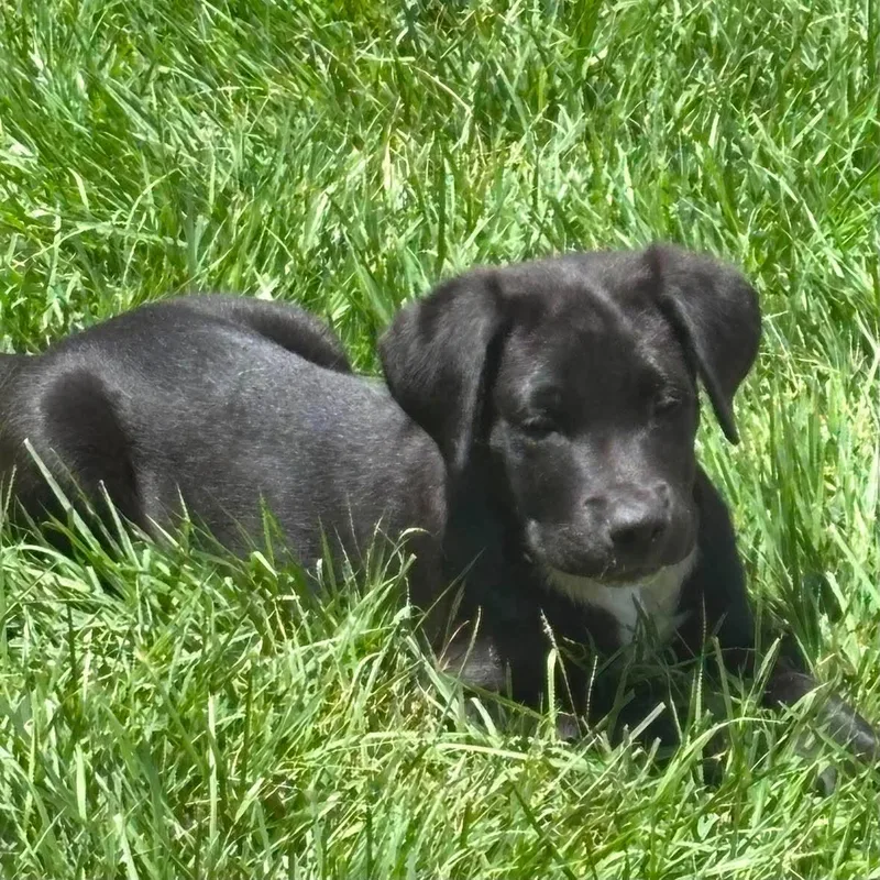 A baby medium-sized male Black Labrador Retriever dog named Lexie for adoption in San Antonio, TX