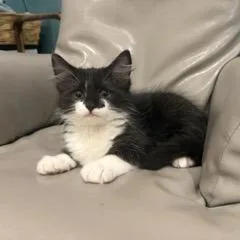 A baby small-sized male Black Domestic Short Hair cat named Socks for adoption in Los Angeles, CA