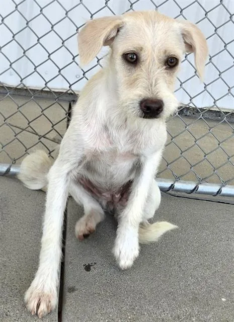 Junebug  URGENT